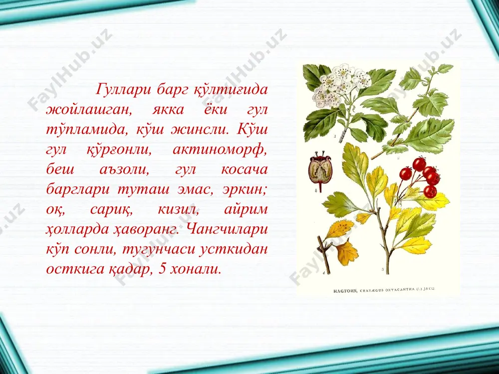 раъногуллилар қабиласи росалес - Page 3