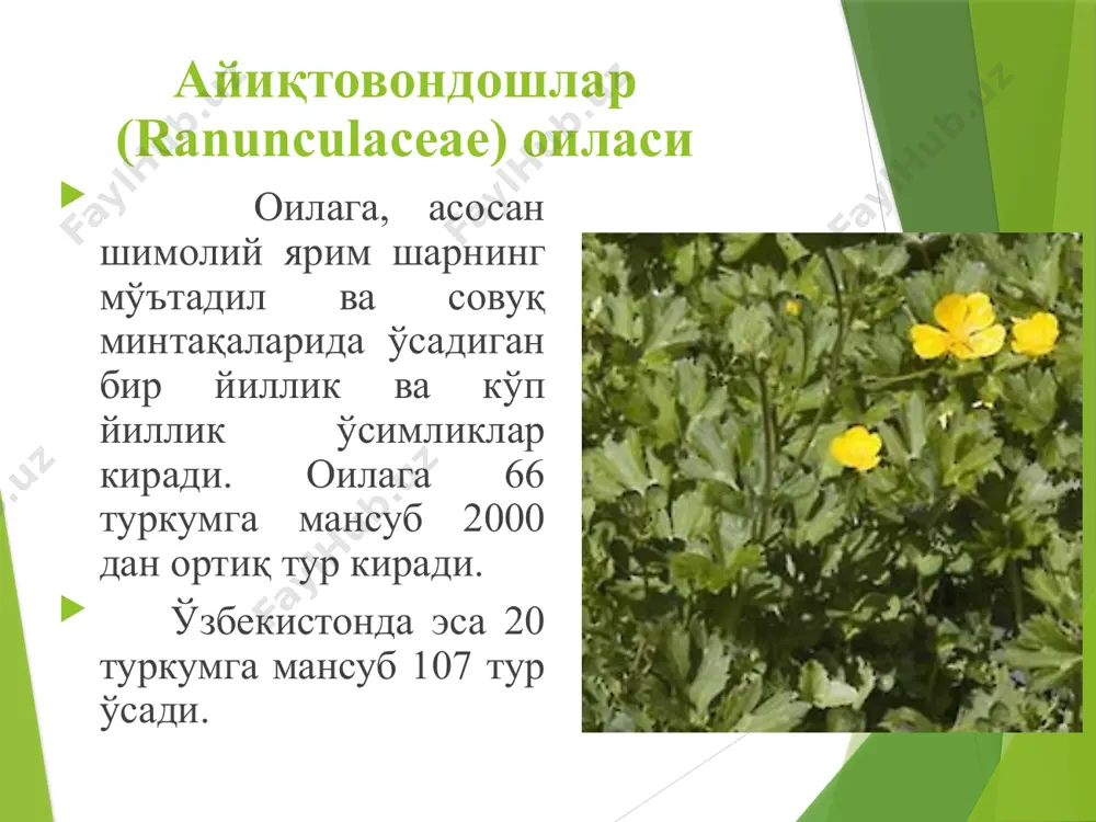 -polygonaceae ) киради. оила вакиллари - ўт, бута ўсимлик, баъзан тропик мамлакатларда лиана ва дарахтлардан иборат. барглари оддий, ёнбаргчалари бирикиб ўсиб, найча ҳосил қилади. гуллари актиноморф. чангчилари 5-9 та, уруғчиси битта. меваси уч қиррали ёнғоқча. оилага 35 га яқин туркум 1000 та тур киради. ўзбекистонда 7 туркумга мансуб 120 тур ўсади. вакиллари: ровоч - rheum l. отқулоқ- rumex l туясингрен-atraphaxis l. жузғун, қандим-calligonum l. торон-polygonum l. гречка - fagopyrum mill. қабила тороннамолар -polygonales оила. торондошлар-polygonaceae туркум. ровоч– rheum l. тур. ровоч– rheum maximowichii losinsk. ровоч йўғон илдизпояли, кўп йиллик, ўт ўсимлик. пояси бақувват. барглари илдизбўғизида ўрнашган, барг банди узун. гуллари 2 жинсли. баҳорда барги овқатга ишлатилади. rheum maximowichii ва rheum tatarium турлари органик кислоталарга, витаминларда, минерал тузларга бой ўсимлик саналади. қабила тороннамолар -polygonales оила. торондошлар-polygonaceae туркум. гречка-fagopyrum mill. тур. экма гречка-fagopyrum sagittatum mill. бўйи 70 см ли бир йиллик ўт ўсимлик, пояси сершох, тик ўсади. барглари оддий, учбурчакли, юраксимон. гуллари …
