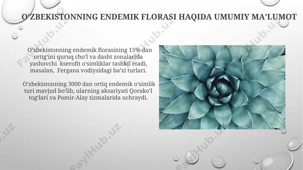 oʻzbekiston florasi endemlari - Page 3