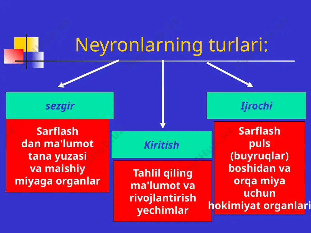 nerv tizimi - Page 4