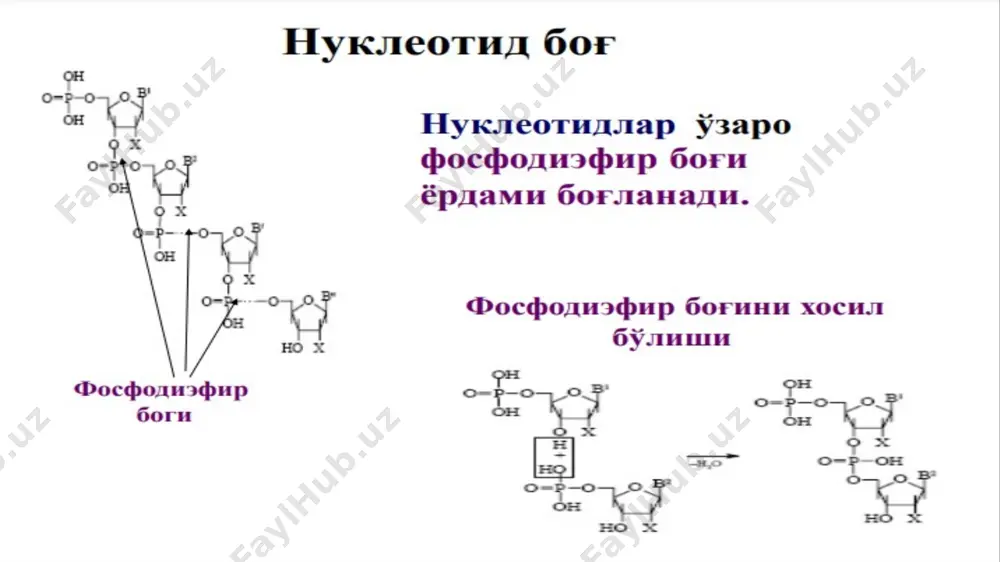 нуклеин кислоталар биокимёси - Page 4