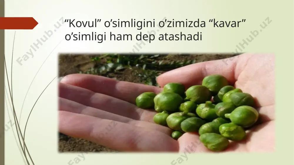 kovul o’simligi - Page 3