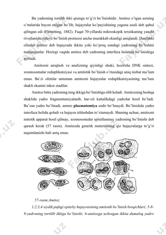 hosil bo’lmaydigan hujayralarda uchrar ekan. masalan, amitoz hayvonlarning embrion qobiqlarida, tuxumdonning follikulyar hujayralarida, trofoblastning gigantik hujayralarida uchraydi. o’simliklarda ixtisoslashgan va o’lib borayotgan hujayralarda (kartoshka tuganagi parenximasida, endospermda v.b.) ham uchraydi. ko’p hollarda, amitoz turli patologik holatlarda, yallig’lanishda, qayta tiklanishda uchraydi. amitoz bo’linishdan so’ng mitotik bo’linish bo’lgan holatlar kuzatilmagan. amitoz infuzoriyalarda alohida ahamiyatga ega. ularning makronukleusi ko’ndalangiga ikkiga bo’linadi, so’ng sitoplazma ham bo’linadi. shu vaqtning o’zida mikronukleus mitotik bo’linadi. bu bo’linish orqali organizm ko’payadi. shuning uchun, a.a zavarzin shunday fikr berdi va u hozir ko’pchilik tomonidan tasdiqlanmoqda: hech qanday “generativ amitozlar” (ko’payishning amitozlari) yo’q. amitozni hujayra yadrosining funksional holatlaridan biri deb qarash lozim. bundan kelib chiqadiki, flemming tomonidan berilgan “amitoz” termini, hujayralarning ko’payish usuli ma’nosini yo’qotdi. meyoz meyoz yoki reduksion bo’linish, yadro bo’linishining murakkab jarayoni bo’lib, xromosomalar diploid holatdan gaploidga o’tadi. organizmlar taraqqiyotida ikki xil gametalarning quyilishidan boshlab, yangi organizmning paydo bo’lgunigacha, hujayrada xromosomalar sonining qonuniy o’zgarishini kuzatish mumkin. bu gaplofaza-gaploid …