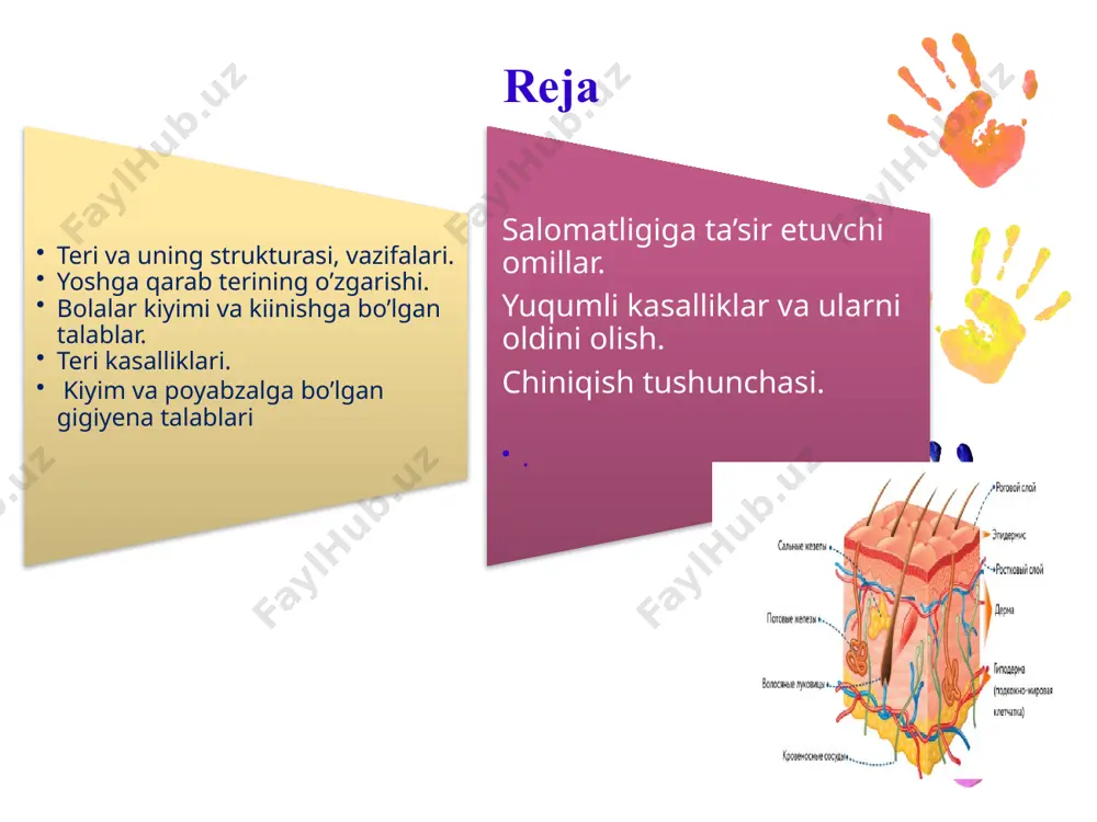 dermis epidermis-terining yuqori, doimiy yangilanadigan qatlami/ kop qavatli yassi epiteliydan tashkil topgan. u tor chiziq ko'rinishiga egabesh qatlamdan iborat: stratum corneum donador qatlam tikanli qatlam bazal qatlam bazal membrana эпидермис в каждом слое клетки находятся на определенной стадии развития эпидермис связан с дермой базальной мембраной в базальном (зародышевом) слое происходит деление клеток. базальный слой содержит эпителиальные клетки, имеющие разнообразную структуру и расположение (меланоциты, клетки лангерганса, кератиноциды) эпидермис связующее звено между всеми слоями кожи, регулируют скорость размножения клеток базальтового слоя, управляют деятельностью других клеток, защищают кожу от внешнего неблагоприятного воздействия клетки лангерганса меланоциты производят пигмент – меланин (оттенок кожи) кератиноциты основные клетки эпидермиса (кератин-белок заполняющий клетку), со временем теряют ядро и превращаются в корнеоцит – плоскую чешуйку, (роговую чешуйку) содержащую кератиновые гранулы, придающие ей жесткость и прочность derma dermis-terining o'rta qatlami elastiklik, kuch va cho'zilishni ta'minlaydigan ramka rolini o'ynaydi dermisda ter, yog ' bezlari, qon tomirlari, limfa tomirlari va sochlar joylashgan. …