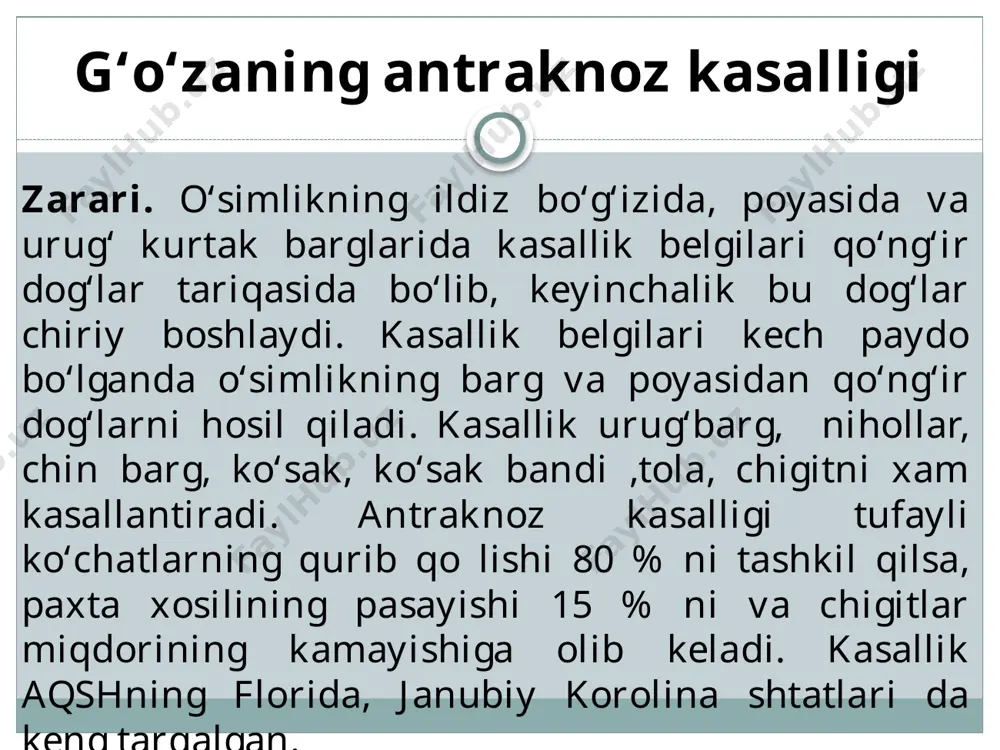 iz larning po‘stlog‘ini chirishidan boshlanadi. ildizning qoplovchi to‘qimalari yorilib ketib, yog‘ochlik qismidan tezda ajraladi. kasallangan ildiz po‘stlog‘i yuzasida to‘q qizil rangdagi zamburug‘ mitseliysini,tuproq yuzasida esa oq yoki sariq rangdagi yostiqchalarni ko‘rish mumkin g’o’zaning texas ildiz chirish kasalligi kasallikni basidiomycetes sinfi vakili phymatotrichopsis omnivora (duggar) hennebert zamburug‘i keltirib chiqaradi. qo’zg’atuvchining belglari. infektsiya manbayi tuproqda saqlanadi. zamburug‘ xayoti jarayonida gifalarni bir-biri bilan bog‘laydigan tugunlar va sklerotsiy, konidiylar xosil qiladi. mitseliy va tugunlar tuproqda keng tarqalib, kasallangan ildiz qoldiqlari va tuproqda 2 m chuqurliklarda saqlanadi. konidiyalari konidiya bandlari yonida xosil bo‘lib, rangsiz, tuxumsimon yoki sharsimon bo‘lib, o‘lchami 4-6 x 5-8 mkm. konidiya bandlarining uchki qismi sharsimon shishgan bo‘lib, o‘lchami 20-28 x 15-20 mkm ni tashkil qiladi. kasalik qo‘zg‘atuvchisi og‘ir ,nam tuproqlardagi kislotali muxitda, 21-22 0 s xaroratda tez tarqaladi. tuproqda muxit ph 5,8 bo‘lganda ildiz chirish keskin kamayadi. g’o’zaning texas ildiz chirish kasalligi kasallik qo‘zg‘atuvchisi o‘simlik ildizida va tuproqda sklerotsiy xolida qishlaydi va …