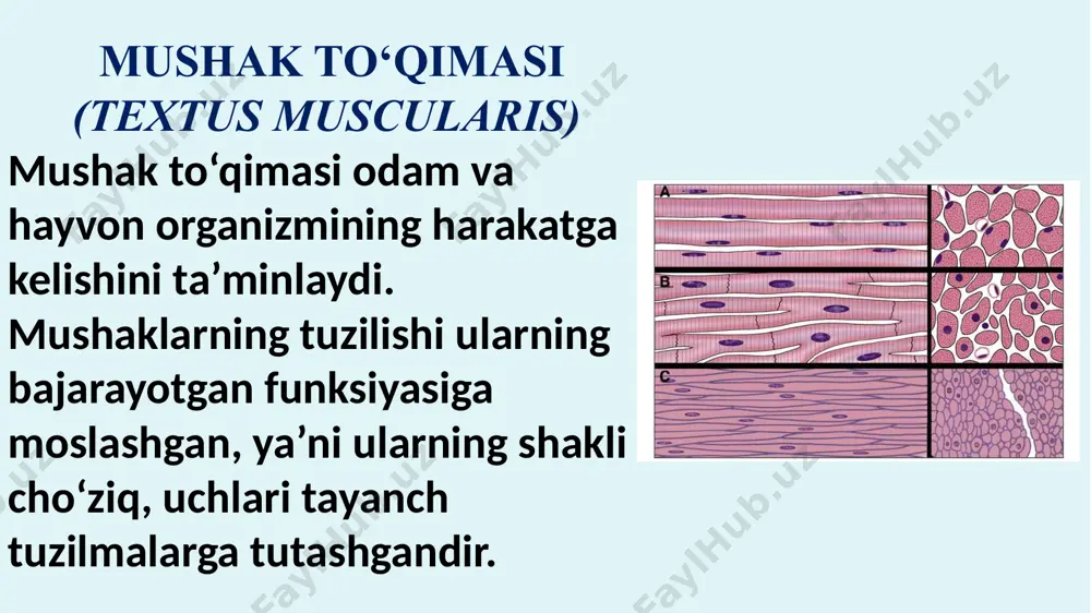 klarini, mimika va nafas olish mushaklarini hosil qiladi. yurak mushagi ko‘ndalang-targil mushak to'qimasining maxsus turi bo'lib, u haqda quyida maxsus fikrlar bor. ko'ndalang-targ'il mushak tolalarining tuzilishi. ko'ndalang targ'il mushak to‘qimasi tolalardan iborat bo'lib, ularning uzunligi bir necha santimetrgacha (12,5 sm), diametri 100 mkm gacha yetishi mumkin. shu sababli ko'ndalang-targ'il mushak tolalari simplastik tuzilmalar deb ataladi. ular uzun silindrik tuzilmalar bo'lib, sirtdan yaxshi ifodalangan parda - sarkolemma bilan qoplangan. mushak tolalari mitoxondriyalarga boy bo'lib, ular miofibrillalar orasida tizilib yotadi. shuni qayd qilish lozimki, mushakning harakat aktivligi ancha yuqori bo'lsa (qisqarish tezligi qancha katta bo'lsa), mushak tolasida sarkosomalar (mitoxondriyalar) shunchalik ko'p bo'ladi. yurakning ko‘ndalang-targ‘il mushak to‘qimasi ko‘ndalang-targ‘il mushak to‘qimasi yurak miokard qavatida farqli ravishda ko‘ndalang-targ‘il mushak tolalaridan emas, balki yurak mushak hujayralaridan — miotsitlardan tashkil topgan. bu hujayralar faqat yurakda uchragani uchun kardiomiotsitlar deb yuritiladi. hozirgi vaqtda 3 xil kardiomiotsitlami farq qilish mumkin. qisqaruvchi-tipik, impuls o‘tkazuvchi atipik va sekretor. qisqaruvchi kardiomiotsitlar uzunligi …