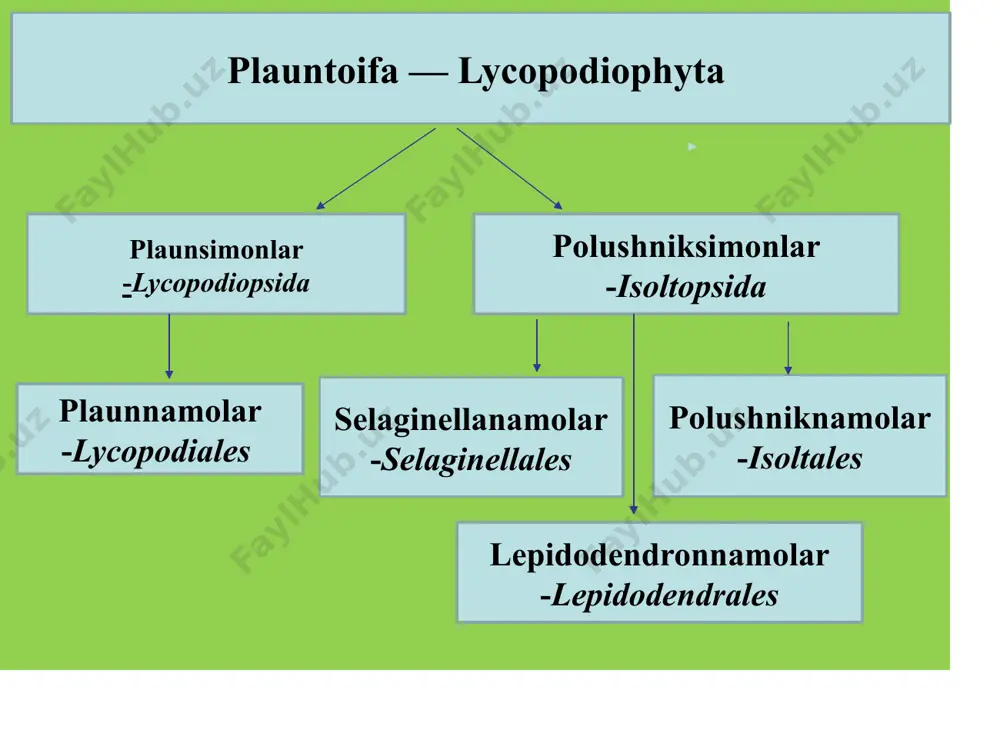 jlanish jarayoni selaginellaning rivojlanish jarayoni selagasimon selaginella - selaginella selaginoides. bu o’simlik nam o’tloqlarda va torfli botqoqliklarda uchraydi. poyasi ko’pincha dixotomik ravishda shoxlar hosil qiladi. poya va shoxlarni mayda barglar qoplab turadi. selaginellalar ham sporangiylarda hosil bo’lgan sporalar yordamida ko’payadi. sporogoniviar shoxlarning yuqori tomonida to’p-to’p bo’lib joylashib, spora hosil qiluvchi boshoqchaiarga aylanadi. mikrosporangiyiarda bir nechta mikrosporalar, makrosporangiylarda esa tikansimon parda bilan o’ralgan to’rtta yirik makrospora vujudga keladi. sporalar sporangiylar devorining yorilishi natijasida tarqaladi. qulay sharoitga tushgan mayda sporalardan otalik gametofit yuzaga keladi. u reduksiyalangan bo’lib, bitta anteridiydan ikki xivchinli spermatozoidlar hosil bo’ladi. yirik sporalarda esa onalik gametofitlari vujudga keladi. gametofit spora pardasining ichida rivojlanib, sekin-asta uchburchak shakilda tashqariga yorib chiqadi, lekin undan ajralib ketmaydi. hosil bo’lgan gametofitda arxegoniyiar yuzaga keladi, ulardagi tuxum hujayra bilan spermatozoidlar qo’shilishi natijasida otalanish sodir bo’ladi. otalangan tuxum hujayradan embrion hosil bo’lib, u asta-sekin voyaga yetgan selaginella o’simligiga aylanadi. plauntoifa — lycopodiophyta o’simliklar bo’limi bo’lim- plauntoifa …