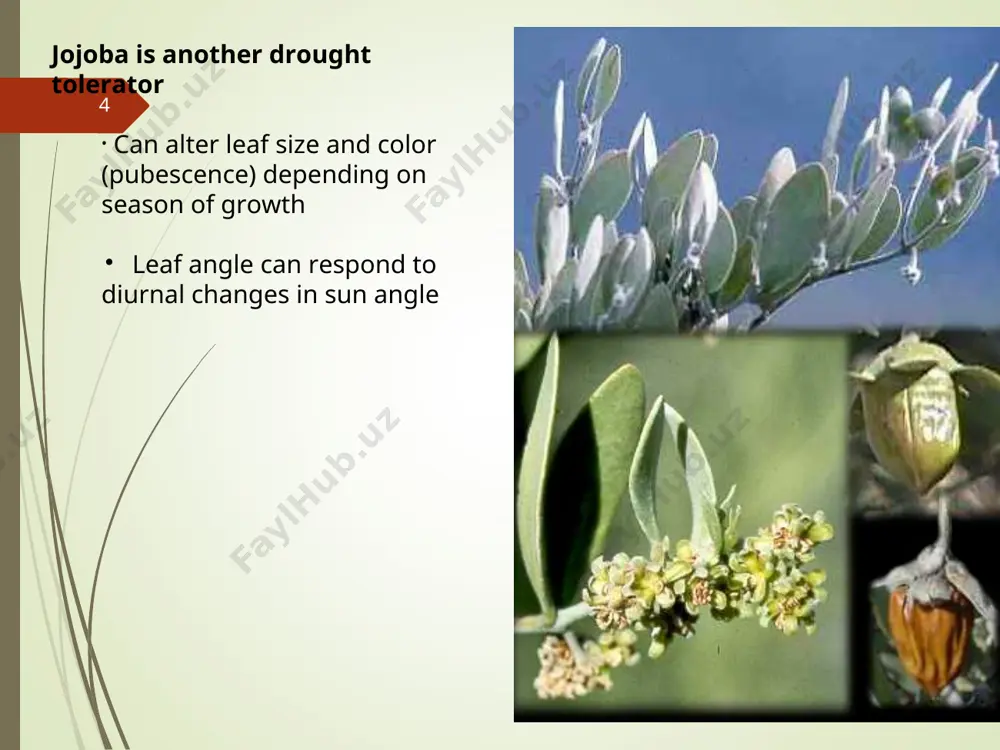desert plant adaptations - Page 4
