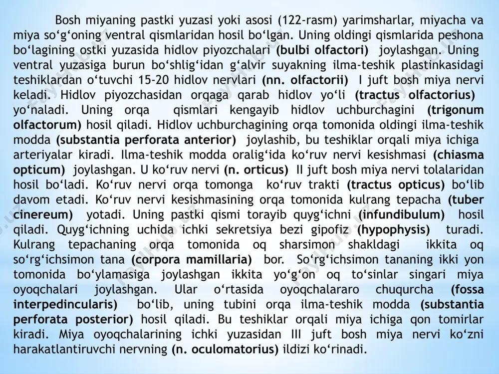 zasida orqa o‘rta egatni (sulcus mediana posterior) yon tomonlarida o‘zaro oraliq egat bilan bo‘lingan orqa miyaning nozik va ponasimon dastalari kengayib bo‘rtiqlar hosil qiladi. nozik dasta bo‘rtig‘i (tuberculum gracile) ichki, ponasimon dasta bo‘rtig‘i (tuberculum cuneatum) tashqi tomonda joylashadi. orqa yon egatdan (sulcus posterolateralis) ix, x, xi juft bosh miya nervlarining ildizi chiqadi. yon tizimchaning dorsal qismi ponasimon va nozik dastalardan chiqayotgan tolalar bilan qo‘shilib miyachaning pastki oyoqchasini (pedunculus cerebellaris inferior) hosil qiladi. uzunchoq miya kesmasida (123-rasm) u oq va kulrang moddalar to‘plamidan iborat bo‘ladi. kulrang moddada muvozanat va harakatni muvofiqlashtirish, modda almashinuvi boshqaruvga aloqador bo‘lgan kulrang o‘zaklar joylashgan. 1.yon tomonda joylashgan o‘ng va chap pastki oliva o‘zaklari (nuclei olivaris inferiores) miyachaning tishli o‘zagi bilan bog‘langan bo‘lib, odamda muvozanatni boshqaruvchi oraliq o‘zak hisoblanadi. 2.to‘r formatsiya (formatio retecularis) bir- biri bilan chalkashib to‘r hosil qilgan nerv tolalari va ular o‘rtasida yotgan nerv o‘zaklaridan iborat. 3.to‘rt juft (ix-xii) bosh miya nervlarining o‘zaklari. 4.adashgan …