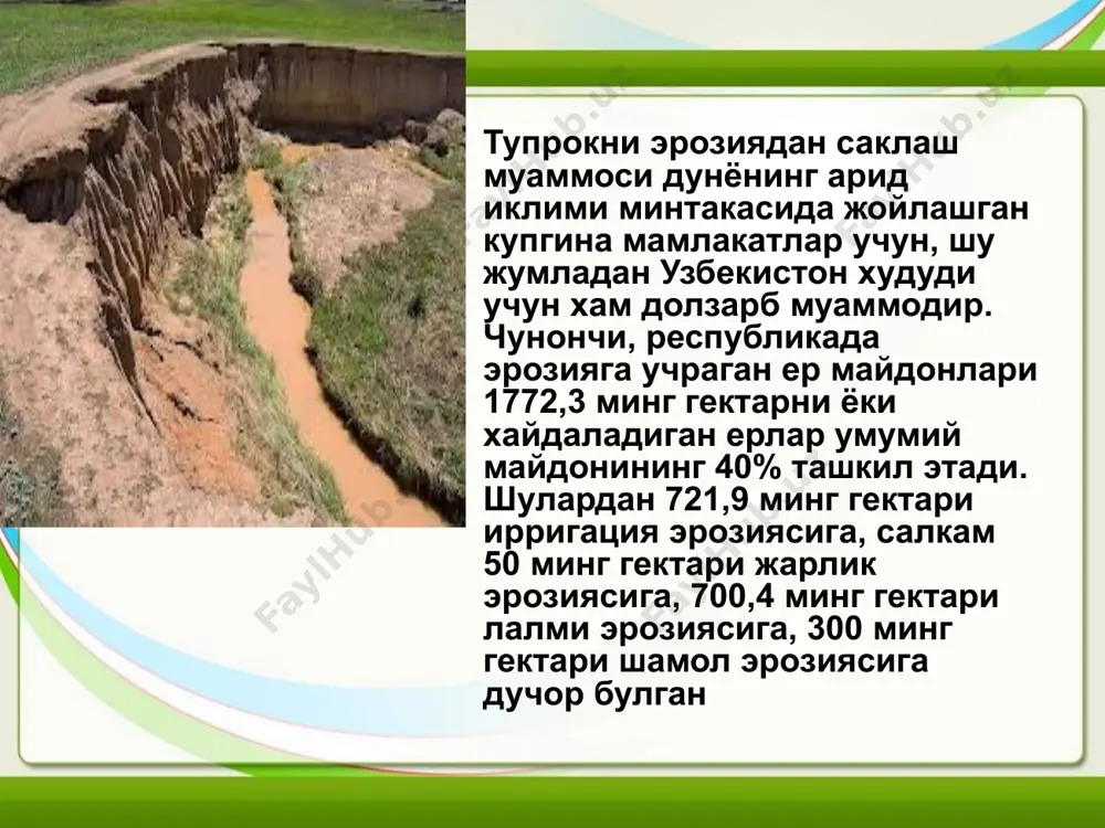 риб олинган хосил энг паст 34,0 - 37,2 фоиз булди. ювиб кетилган тупрокда хосилдорлик энг кам гектарига 16,1 - 24,7 центнерни ташкил килди, лекин бу ерда ювиб кетиладиган тупрокнинг нокулай агрокимёвий, агрофизикавий, биологик хоссалари сабабли гуза сикиб куйилганлиги натижасида у тез етилди ва совук тушгунгача йигиштириб олинган хосил 72,1 - 81,1 фоизни ташкил этди. факат ювиб кетилмаган тупрокда яхши хосил - гектарига 32,0 центнер пахта олинди, совук тушгунгача йигиштириб олинган хосил хам юкори - 61,1 фоиз булди, бу эса гектарига 19,8 центнерни ташкил килди, вахоланки чукинди тупрокда гектарига 12 - 14 центнерни ва ювиб кетилган тупрокда 13 - 18 центнерни ташкил килган эди. эрозия хосил микдоригагина эмас, балки толанинг сифатига хам таъсир килди. тупрок ювиб кетилишининг таъсири остида битта кусакнинг массаси камайди, ювилиб тупланган тупрокдаги кусак массаси эса ошди. толанинг пишиклиги хам худди хам шундай нисбатларда узгарди. ювиб кетилган тупрокда толанинг чикиши хам паст даражада булди. эрозия таъсири остида чигитнинг …