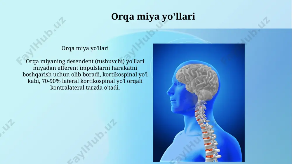 orqa miya tuzulishi ,joylashishi,vazifasi - Page 5
