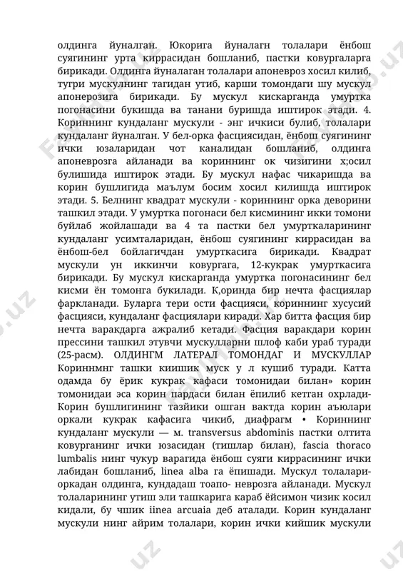уйлаб жойлашади ва 4 та пастки бел умурткаларининг кундаланг усимталаридан, ёнбош суягининг киррасидан ва ёнбош-бел бойлагичдан умурткасига бирикади. квадрат мускули ун иккинчи ковургага, 12-кукрак умурткасига бирикади. бу мускул кискарганда умуртка погонасининг бел кисми ён томонга букилади. к,оринда бир нечта фасциялар фаркланади. буларга тери ости фасцияси, кориннинг хусусий фасцияси, кундаланг фасциялари киради. хар битта фасция бир нечта варакдарга ажралиб кетади. фасция варакдари корин прессини ташкил этувчи мускулларни шлоф каби ураб туради (25-расм). олдингм латерал томондаг и мускуллар кориннмнг ташки киишик муск у л кушиб туради. катта одамда бу ёрик кукрак кафаси томонидаи билан» корин томонидаи эса корин пардаси билан ёпилиб кетган охрлади- корин бушлигининг тазйики ошган вактда корин аъюлари оркали кукрак кафасига чикиб, диафрагм • кориннинг кундаланг мускули — м. transversus abdominis пастки олтита ковурганинг ички юзасидан (тишлар билан), fascia thoraco lumbalis нинг чукур варагида ёнбош суяги киррасининг ички лабидан бошланиб, linea alba га ёпишади. мускул толалари- оркадан олдинга, кундадаш тоапо- …