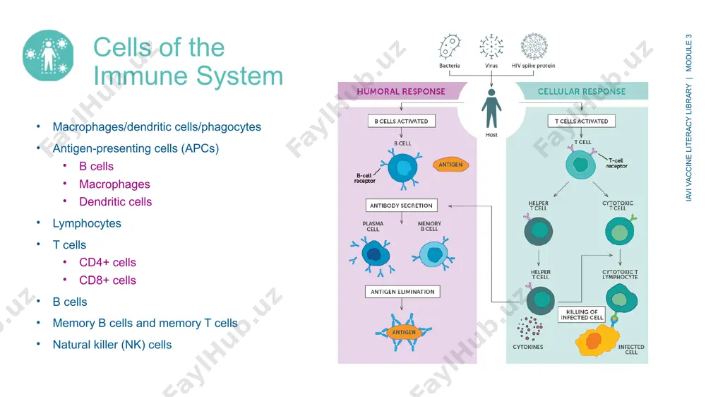 the immune system: humoral and cell-mediated immunity - Page 4