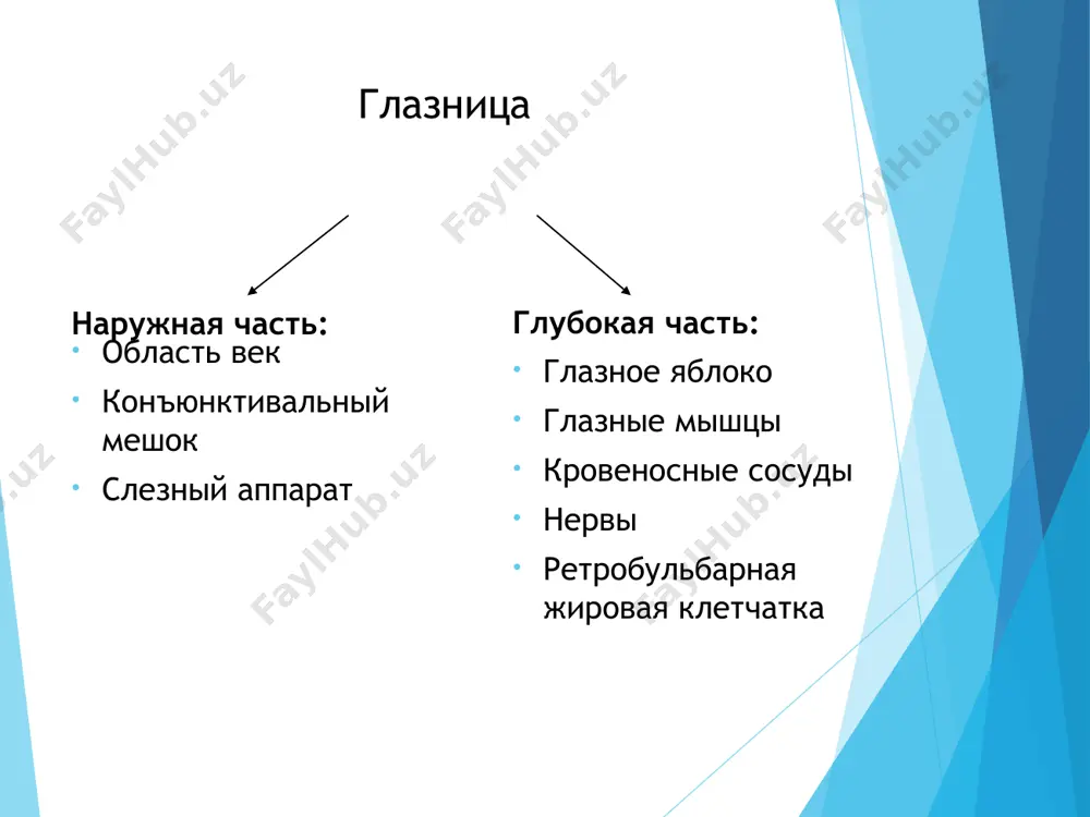 эластичную соединительную ткань и пигментированные клетки. сосудисто-капиллярная пластинка (lamina choroidocapillaris) — содержит тонкую капиллярную сеть, которая обеспечивает питание внешних слоев сетчатки. базальная мембрана (мембрана бруха, lamina basalis) — непосредственно прилегает к пигментному слою сетчатки и образует с ней соединение. толщина 2-4 мкм. сетчатка – периферическая часть зрительного анализатора; истинная ткань мозга, вынесенная наружу – выстилает внутреннюю полость глазного яблока обеспечивает передачу нервных импульсов, вызванных световым раздражением, от сетчатки к зрительному центру в коре затылочной доли головного мозга образован аксонами ганглиозных клеток имеет форму тяжа, состоит из 1 млн волокон, толщина 4 – 4,5 мм топографически 4 отдела: 1. внутриглазной – диск зрительного нерва, 1,5 мм 2. внутриорбитальный 3 см, s-образная кривизна (так как орбита короче, за счет этого не происходит натяжения при движении) 3. внутриканальцевый – 5-6 мм (в костном канале) 4. внутричерепной – 4-17 мм 3 оболочки: твердая, паутинная, мягкая * внутриглазная жидкость = водянистая влага (humor aquosus) хрусталик …