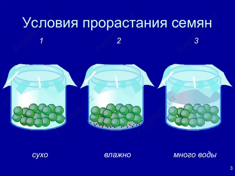 прорастание семян - Page 3