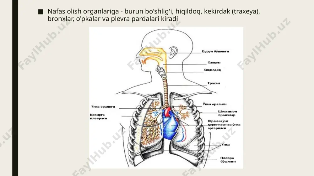 nafas olish tizimi a'zolarining qiyosiy gistalogik tavsifi - Page 4
