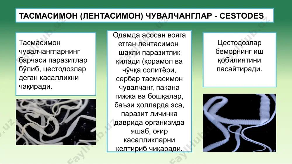 ёри - taenia saginata илмоқсиз гижжа бўлиб, қуролланмаган солитёр деб ҳам аталади. паразит одамнинг ингичка ичагида яшаб, тениаринхоз касаллигини қўзғатади. морфологик тузилиши. солитёрнинг танаси оқ рангда бўлиб, тасма шаклидадир. унинг узунлиги 4-10 метргача боради. чувалчангнинг танаси ҳамма тасмалиларга хос тузилган бўлиб, уч қисм: бошча-сколекс, бўйин ва тана қисми- стробиладан иборат • паразитнинг юқиши: алиментарный • асосий хўжайин: одам • оралиқ хўжайин: йирик қорамол • одамни зарарланиши финна цистицерк орқали • 75-90 кун ичида гельминт ингичка ичакда вояга етади • бемор фекалиялари орқали етук проглоттидалар чиқади • йирик қорамол проглоттидалар (тухумлар) билан зараланади. тухумлардан онкосфералар чиқади, қон орқали мускулга боради ва шу ерда 2 ойдан кейин финна цистицеркка айланади. паразитологик ташхиси. қорамол солитёрининг етилган пролоттидалари мустақил равишда беморнинг анал тешигидан чиқиши мумкин, асосан бемор ахлати билан чиқади. чувалчангни бачадони берк, шунинг учун бўғимнинг тери - мускул ҳалтачаси ёрилганда тухумлари беморнинг ахлатида бўлади. қорамол солитёрини етилган бўғими ўзига хос тузилган. бачадон ён …