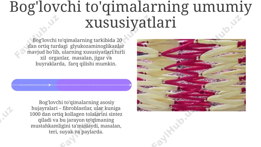 nishga erishish mumkin, agar maxsus payvandlash texnologiyalari qo'llansa. qarshi shahridagi reabilitatsiya markazining ma'lumotlariga ko'ra, qo'shimcha fizioterapiya bilan birga, biriktiruvchi to'qimalarni bog'lash jarayoni 15-20% tezlashadi va 5-10% kamroq asoratlar kuzatiladi. ligamentlar: bo'g'imlarni mustahkamlash инсон скелетидаги 300 дан ортиқ бўғимларнинг кўпчилигини мустаҳкамлашда боғламларнинг роли жуда муҳим, масалан, елка бўғимидаги акромиоклавикуляр боғламларнинг шикастланиши спортчиларда тез-тез учрайди. ўртача 10-15 н/мм² кучга эга бўлган боғламлар, масалан, товон суягидаги кальцанеокубоид боғламлар, ўта юқори юкламаларга чидамли, бироқ шикастланишларга ҳам мойилдир. teri: himoya va termoregulyatsiya teri, taxminan 1,5-2 mm qalinlikdagi organ bo'lib, tanani tashqi muhit ta'siridan himoya qiladi va 37°c atrofida tana haroratini saqlashda muhim rol o'ynaydi. teri qoplamining mexanik shikastlanishdan himoya qilish xususiyati bor, uning 70% dan ortig'i suvdan iborat bo'lib, elastiklik va mustahkamlikni ta'minlaydi, shu bilan birga bakteriyalar va viruslardan ham himoya qiladi. e'tiboringiz uchun rahmat @taqdimot_robot image4.jpg image5.jpg image6.jpg image7.jpg image8.jpg image9.jpg image10.jpg image11.jpg image12.jpg image13.jpg image14.jpg image15.jpg image16.jpg image17.jpg image18.jpg image1.jpeg image2.jpeg image3.jpeg