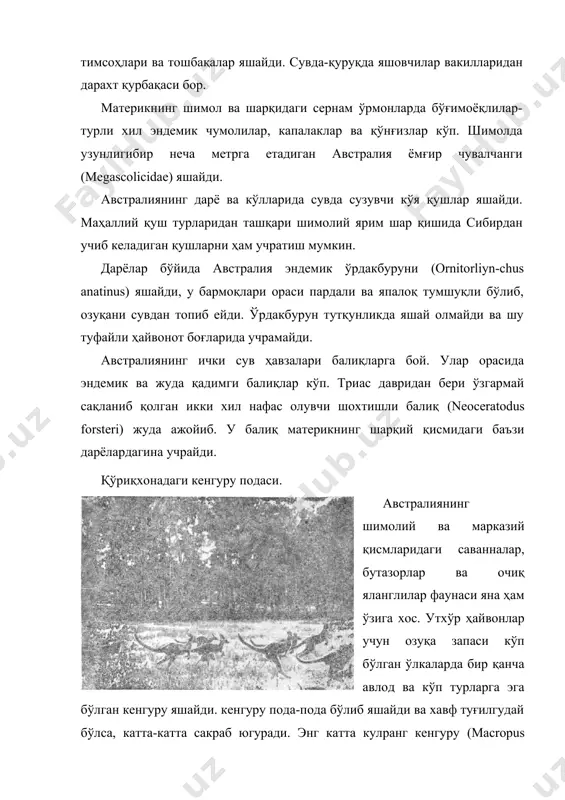 дан яна вомбат, кўрсичқон, каламуш, бўрсиқ ва чумолихўр яшайди. бутазорларда маҳаллий, эндемик ҳайвон танаси игна билан қопланган сут эмизувчи ехидна (echidna aculeata) яшайди. ехидна ҳам ўрдакбурун каби боласини. тухумдан очади ва асосан чумолиларни ейди. у чумолиларни узун ёпишқоқ тилини чумоли инига тиқиб тутади. ехидна тунги ҳаёт кечирувчи ҳайвон, жуда қўрқоқ, хавф туғилгудай бўлса, ер тагига кириб кетади. ехидна мазали гўшти учун ов қилинади. ўрмонсиз ялангликларда қушлардан австралия туяқуши эму (dromaeus noaehollandiae), экинларга катта зарар етказувчн ўтлоқ тўтиси, сувда сузувчи ва сув бўйида яшовчи турли қушлар учрайди, уларнинг кўпи шимолий ярим шардан учиб келади. илон ва калтакесаклар кўп. илонлардан заҳарлилари кўпчиликни ташкил втадн. молох катакесаги (moloch horridus) нингтанасида тиканга ўхшаш махсус ўсимталари бор, улар ҳаводан намни ютиб олади. бу калтакесак қурғоқчилик иқлимга шундай мослашган. ҳашаротлар, айниқса термитлар кўп, улар ўзларининг уялари билан катта майдонларни шунчалик знч қоплаб оладики, ундай жойлардан баъзан ўтиш қийин бўлиб қолади. чумолилар ҳам кенг тарқалган. чигиртка қишлоқ …
