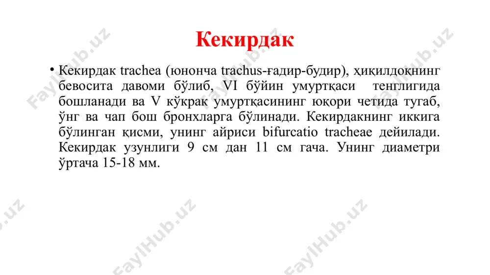 фоид тўқима ва шиллиқ безларига жуда бой. трахея (trachea) ва бронхлар (bronсhi) бронхлар кекирдак v кўкрак умуртқасининг юқори чети тенглигида иккига, яъни чап ва ўнг бош бронхлар, bronchi principales (bronchus, юнонча – нафас найчаси) dexter et sinister га бўлинади. улар деярли тўғри бурчак остида йўналади ва ўз томонидаги ўпканинг дарвозаси томон йўналади. ўнг бош бронх чап бош бронхга нисбатан калтароқ ва кенгроқ. чап бронх эса деярли икки марта узун. агар ўнг бош бронх 6-8 та тоғай ҳалқадан иборат бўлса, чап бош бронх 9-12 та тоғай ҳалқадан тузилган. ўнг бронх деярли вертикал жойлашгани учун, уни кекирдакнинг давоми дейиш мумкин. ўнг бронхнинг устидан v. azygos-тоқ вена ўтиб, қори қават венага қуйилади. чап бош бронхнинг устида эса аорта ёйи arcus aortae ётади. бош бронхларнинг шиллиқ пардаси кекирдакнинг шиллиқ пардасига ўхшаш тузилган. тирик одам бронхларининг шиллиқ пардаси кўздан кечирилганда (бронхоскопия), унинг ранги кулрангроқ; тоғай ҳалқалари яхши кўринади. икки бош бронхнинг ажралган жойининг ички юзасида …