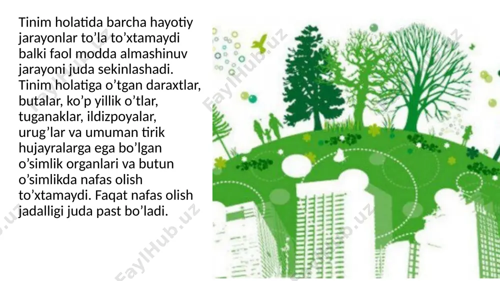 o'simliklar dunyosi va xilligiyoti - Page 5