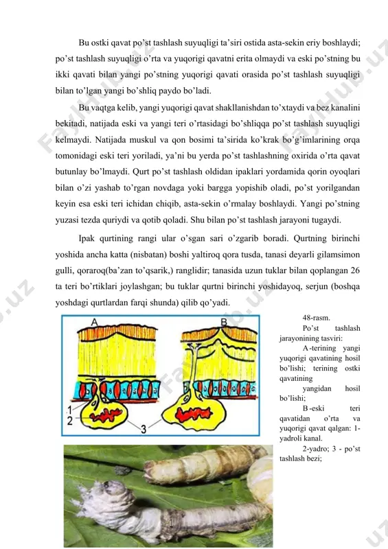 i yashab to’rgan novdaga yoki bargga yopishib oladi, po’st yorilgandan keyin esa eski teri ichidan chiqib, asta-sekin o’rmalay boshlaydi. yangi po’stning yuzasi tezda quriydi va qotib qoladi. shu bilan po’st tashlash jarayoni tugaydi. ipak qurtining rangi ular o’sgan sari o’zgarib boradi. qurtning birinchi yoshida ancha katta (nisbatan) boshi yaltiroq qora tusda, tanasi deyarli gilamsimon gulli, qoraroq(ba’zan to’qsarik,) ranglidir; tanasida uzun tuklar bilan qoplangan 26 ta teri bo’rtiklari joylashgan; bu tuklar qurtni birinchi yoshidayoq, serjun (boshqa yoshdagi qurtlardan farqi shunda) qilib qo’yadi. 48-rasm. po’st tashlash jarayonining tasviri: a -terining yangi yuqorigi qavatining hosil bo’lishi; terining ostki qavatining yangidan hosil bo’lishi; b -eski teri qavatidan o’rta va yuqorigi qavat qalgan: 1- yadroli kanal. 2-yadro; 3 - po’st tashlash bezi; 49-rasm. [ 6 ] po’st tashlayotgan 5-yoshdagi qurt 1- tashlanayotgan po’st ikkinchi yoshida qurtning rangi, ayniqsa, ko’krak qismi oqarib boradi, lekin tanasining gilamsimon gulliligi saqlanib qoladi va hatto birmuncha ravshanlashadi. tukli bo’rtiqlar yo’qolib …