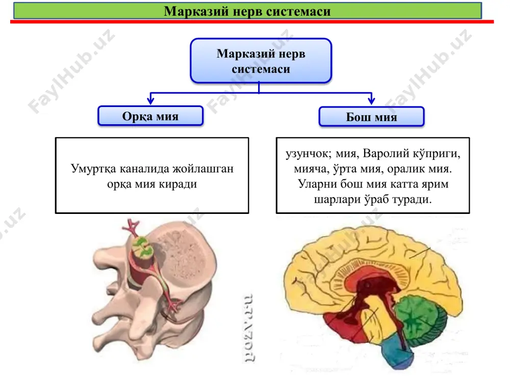 лари занжири пайдо бўлади ва уларнинг аксонлари ўтказувчи йўлларни ҳосил қилади. ўтказувчи йўллар орқа мияни турли бўлимларини ѐки орқа мия билан бош мияни боғлаб туради. орқа миянинг ўтказувчи функционал хусусиятларига кўра, ассоциатив, комиссурал ва проекцион нерв толалари фарқланади. ассоциатив толалар орқа миянинг бир томонидаги турли сегментларни боғлайди. комиссурал толалар эса турли сегментларнинг қарама қаши томонлари ўртасидан ўтган. проекцион толалар ҳақиқий ўтказувчи йўллар бўлиб, улар пастдан юқорига ва юқоридан пастга ўтиб, орқа мияни мнс нинг юқори қисмлари билан боғлайди. булар афферент ва эфферент йўлларга бўлинади. бош мия ҳақида тушунча одам бош мияси идрок, фикрлаш қобилияти ва онг каби муҳим руҳий хусусиятларни физиологик асоси ҳисобланади. у ташқи ва ички муҳит таъсирларини анализ қилиб уларга жавоб қайтаради. тананинг барча тўқима ва органларнинг функционал узвий боғлиқлигини ва организмни ташқи муҳит билан алоқасини таъминлайди. узунчоқ мия мия кўприги бош мия яримшарлар пўстлоғи мияча оралиқ мия ўрта мия узунчоқ мия узунчоқ миянинг узунлиги 3-3,5 см ва …