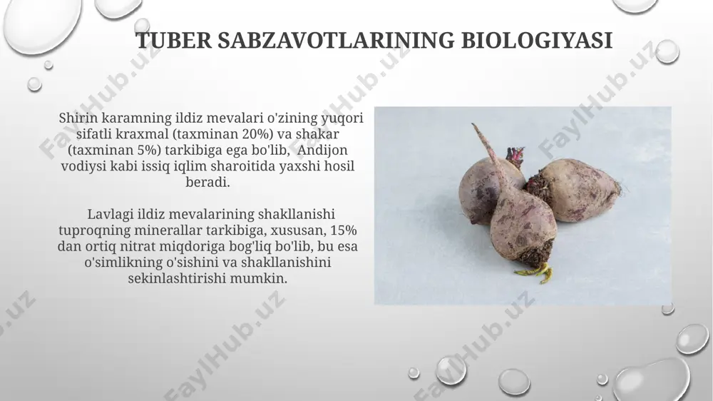 ildiz mevalar va lavlagi: yetishtirish, saqlash va oziqlanish qiymati - Page 5