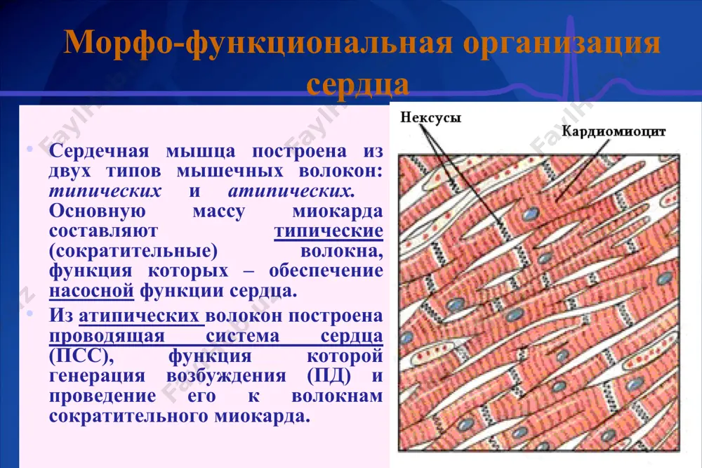 чков. в него входят: 1) фаза быстрого изгнания крови (0,12 с) и 2) фаза медленного изгнания крови (0,13 с). фаза быстрого изгнания начинается с момента открытия полулунных клапанов. в эту фазу из сердца выбрасывается большая часть крови. фаза медленного изгнания начинается в момент, когда отток крови к периферии начинает превышать ее поступление из сердца и градиент давления между желудочками и сосудами уменьшается. систола желудочков период изгнания (0,25 с) диастола желудочков (0,37 с) состоит из 2 периодов: 1) периода расслабления желудочков (0,12 с) 2) периода наполнения желудочков кровью (0,25 с). период расслабления включает: - протодиастолу (0,04 с) и - фазу изометрического расслабления (0,08с). протодиастола – это время от начала расслабления желудочков до закрытия полулунных клапанов. фаза изометрического расслабления проходит при закрытых атриовентрикулярных и полулунных клапанах. диастола желудочков период наполнения желудочков кровью (0,25 с) состоит из: фазы быстрого наполнения (0,08 с) и фазы медленного наполнения (0,17 с). фаза быстрого наполнения начинается одновременно …