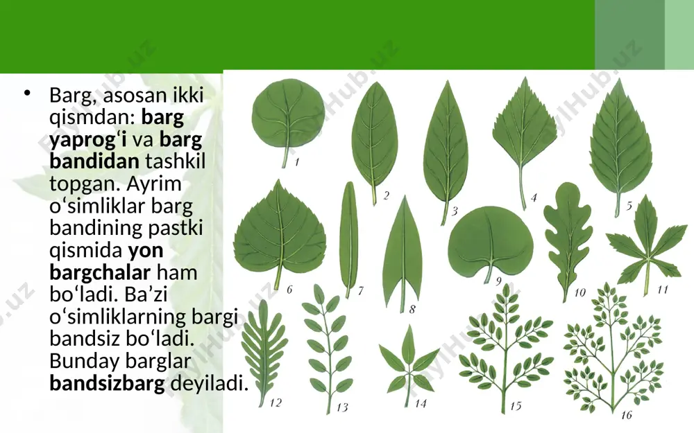fotosintez jarayonida organik moddalar hosil bo‘ladi. savol va topshiriqlar barg qanday qismlardan tashkil topgan? qanday barglar bandsiz barg deyiladi? bandsiz bargli o‘simliklarga misol keltiring. panjasimon tomirlangan barglarni tushuntiring va ularga misol keltiring. qaysi o‘simliklarning bargi parallel yoki yoysimon tomirlangan bo‘ladi? o‘simliklarning turlarini farq qilishda barg tomirlari qanday rol o‘ynaydi? misol keltiring. barglarning tashqi tuzilishini o‘rganish xona o‘simliklari yoki gerbariydagi barglarning tashqi tuzilishini ko‘rib chiqing. bandli va bandsiz barglarni aniqlang. barglarning tomirlanishini kuzating. barg tomirlari-ning ahamiyatini daftaringizga yozib oling. parallel, yoysimon, patsimon va panjasimon tomirlangan o‘simliklarga bir necha misol keltirib, daftaringizga yozib oling.