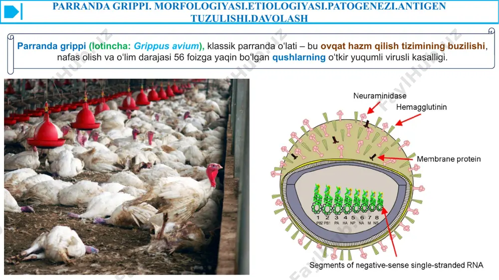 sh uchun np bilan o'ralgan. parranda grippi. morfologiyasi.etiologiyasi.patogenezi.antigen tuzulishi.davolash hajmiga kelsak, aiv zarralarining diametri odatda taxminan 80 dan 120 nanometrgacha o'zgarib turadi. shakl jihatidan ular taxminan sharsimon, garchi o'zgarishlar bo'lishi mumkin. chidamlilikka kelsak, gripp viruslari, shu jumladan aiv, harorat, namlik va organik moddalar mavjudligi kabi omillarga qarab, atrof-muhitda turli vaqtlarda saqlanishi mumkin. ular odatda sovuqroq va quruqroq sharoitda barqarorroq. shu bilan birga, aiv issiqlik, ultrabinafsha (uv) nurlar, ba'zi dezinfektsiyalash vositalari va yuvish vositalari bilan faolsizlanishi mumkin.oiv ning tuzilishi, morfologiyasi, hajmi va chidamliligini tushunish qushlar populyatsiyasida parranda grippi tarqalishini yumshatish va odamlarga yuqish xavfini kamaytirish uchun diagnostik testlar, virusga qarshi dorilar va vaktsinalarni o'z ichiga olgan samarali nazorat va oldini olish strategiyalarini ishlab chiqish uchun juda muhimdir. parranda grippi. morfologiyasi.etiologiyasi.patogenezi.antigen tuzulishi.davolash etiologiyasi parranda grippi a grippi viruslari, birinchi navbatda h5, h7 va h9 kichik turlaridan kelib chiqadi. ushbu viruslar orthomyxoviridae oilasiga tegishli. ular orasida h5n1 kichik turi qushlarda va ba'zan odamlarda …