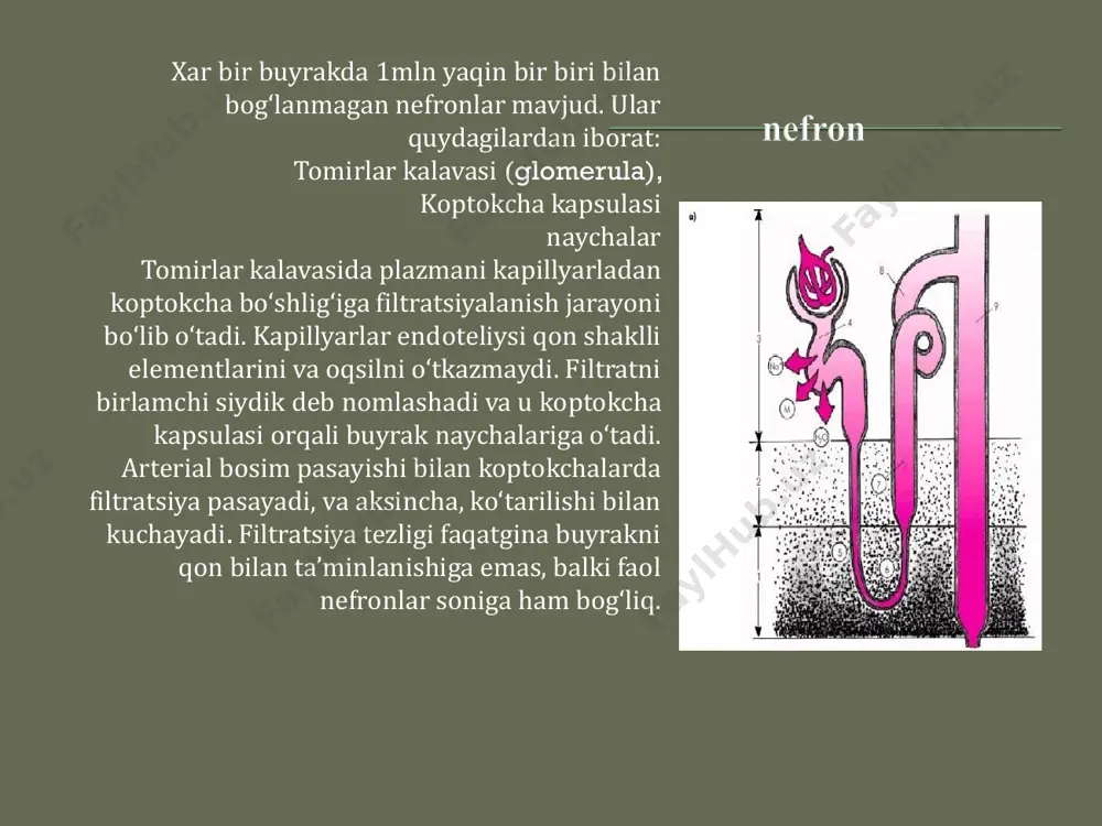 asemid, etakrin kislotasi, mannit, mochevina va h.k. ● 2. o‘rta ta’sirli (8—24 s.) — diakarb, triamteren, gidroxlortiazid, klopamid, indapamid va h.k. ● 3. uzoq ta’sirli (bir necha sutka) — xlortalidon, spironolakgon, eplerenon.  ta’sir mexanizmi:  qonning osmotik bosimi  suyuqlikni to‘qimali (interstitsial)  sektordan tomir ichiga o‘tishi   ayuqx sydik ajralishini gormonal boshqaruvini o‘zgarishi (aldosteron va vazopressin miqdori kamayadi, natriyuretik gormonni miqdori ko‘payadi) koptokchalardagi filtratsiya kuchayadi va shu bilan bir vaqtda suv reabsorbsiyasi pasayadi   diurez kuchayadi  ko‘rsatmalar:  1) miya shishi  2) o‘pkalar nokardiogen shish  3) ko‘z ichi bosimini keskin oshishi  4) suvda eruvchan ksenobiotiklar bilan o‘tkir zaxarlanie  5) gipovolemiya simptomlari bilan shok  nojo‘ya ta’sirlari:  1) to‘qimalar degidratatsiyasi  2) qonning qoldiq azotini oshishi(mochevina)  qarshi ko‘rsatmalar:  1) buyraklarning ajratish faoliyatini buzilishi  2) og‘ir yurak etishmovchiligi  3) gipertoniya kasalligi ● atsetazolamid proksimal naycha sohasiga ta’sir ko‘rsatadi …