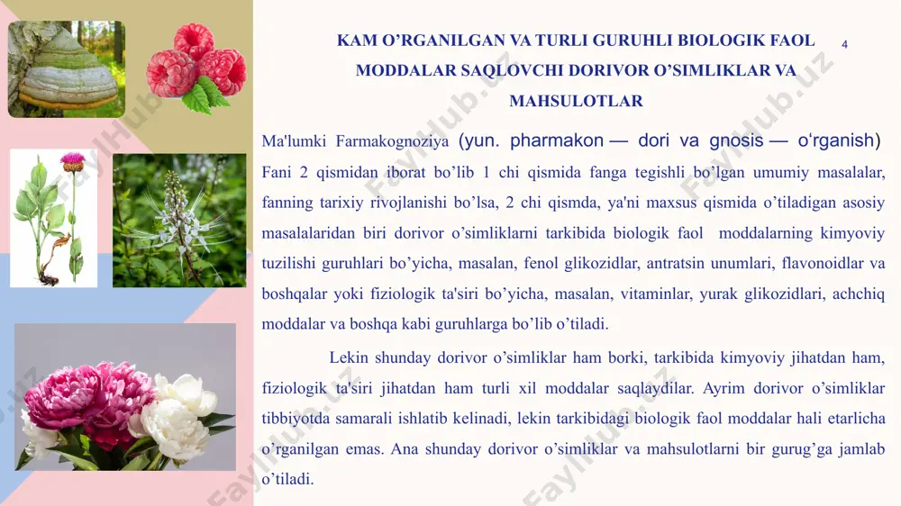 l buzilishida, nеvrostеniyada, uyqusizlikda tinchlantiruvchi vosita sifatida ishlatiladi. dorivor prеparatlari. nastoyka (40% spirtdan tayyorlaydi). pion ildiz va еr ustki qismining 10% li nastoykani nafas olish funktsiyasini va qon bosimini o’zgartirmasdan tinchlantiruvchi ta'sir qiladi. ortosifon bargi - folia orthosiphonis o’simlikning nomi. ortosifon (buyrak choyi) - orthosiphon stamineus oilasi. yasnotkadoshlar - samiaceae ko’p yillik, bo’yi 1-1,5 ga еtadigan doim yashil yarim buta yoki buta. poyasi bir nеchta, 4 qirrali, asos qismi yog’ochlangan, pastki qismi to’q binafsha, yuqori qismi yashil binafsha yoki yashil, bo’g’imlari esa binafsha ranga bo’yalgan. bargi oddiy, bandi bilan poyada butsimon shaklda qarama - qarshi o’rnashgan. gullari xalqaga o’xshash to’palnib, shingilsimon to’pgulni tashkil etadi. guli qiyshiq, oq binafsha rangli. 14 ishlatilishi. ortosifon prеparati siydik haydovchi vosita sifatida buyrak (buyrak toshi kasalligi) hamda xolеtsistit va yurak glikozidlari bilan birgalikda yurak-qon tomiri sistеmasining ii-iii darajali kasalliklarda ishlatiladi. dorivor prеparatlar. damlama. 15 16 1.chaga qaysi biri? 2.farmakagnoziya necha qismga bo’linadi? a)1 b)2 c)3 …