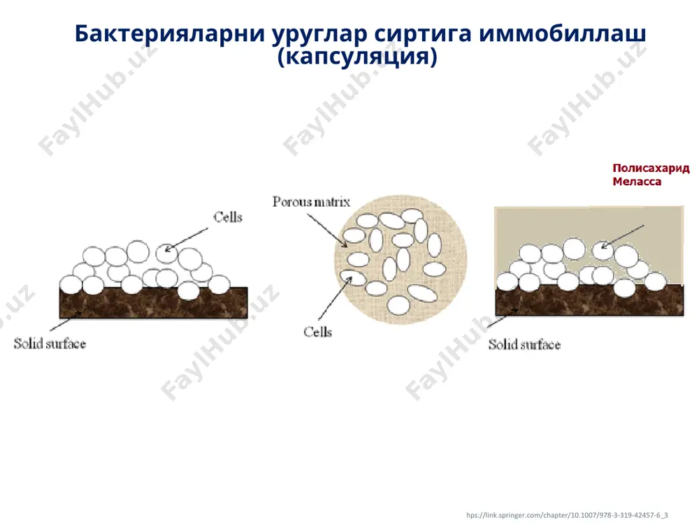 дуккакли ўсимликлар ўстиришда биотехнологик ёндошувлар - Page 5