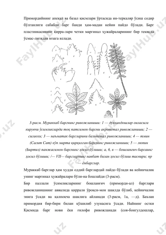 вчанлик ва интеркаляр ўсишга им-кон беради. баргнинг асоси ёки таги ҳар хил: баъзи ўсимликларда новда ва шохча билан бирлашадиган ери бўртма шаклида, кўпгина ўсимликларда эса баргнинг асоси тарновга ўхшаб кенгайган бўлиб, поянинг бир қисмини ўраб олади ва барг нови ёки барг ғилофи дейилади. барг ғилофи бир паллали (ғалладошларда) ва баъзан икки паллали (соябонгулдош-ларда) учрайди (4-расм, 4). барг ғилофи тиниқ (шаф-фоф) парда (пўст)ли ёки қўнғир, кулранг бўлиши мум-кин. баъзан барг ғилофининг ҳужайраси яшил рангда бўлиб, фотосинтезда қатнашиш хусусиятига эга. барг ғило-фи барг қўлтиғида жойлашган куртак ва пояни интерка-ляр меристемани ҳимоя этади. кўпгина ўсимликларда барг билан поянинг қўшилади-ган жойида, яъни барг бандининг асосида (тагида) бир жуфт алоҳида ўсимталар чиқади, буларга ёнбаргчалар деб аталади (5-расм 5,6). ёнбаргчаларнинг шакли пардага, қобиққа, майда-майда баргчаларга қилтаноқ ва баъзан ҳақиқий баргларга ўхшайди. йириклашган ёнбаргчалар фотосинтез вазифасини бажаради (масалан, нўхат, мурак-кабгулдошларнинг кўпчилик вакилларида). онтогенезда ёнбаргчалар, барг пластинкасига нисба-тан олдин ривожланади ва куртакдаги баргларни ҳимоя этади, чунки барг пластинкаси …