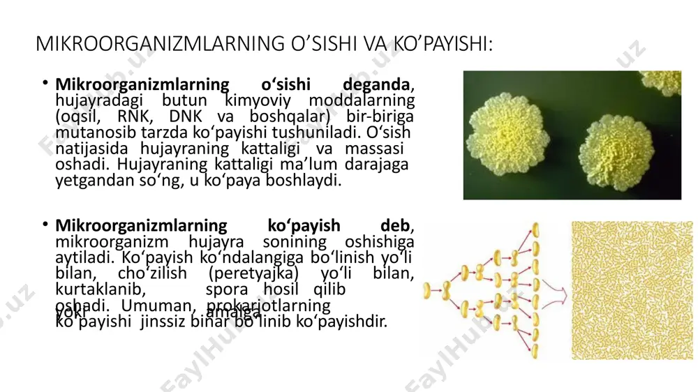 pol. iii dnk replikatsiyasiga javob beradi dna pol. i dnk tiklanishini taminlaydi 5 - 3 dna pol. ii shikastlangan dnk molekulalarinii tiklashda ishtirok etadi. mikroorganizmlarning ko’payishi: dnk replikatsiyasidan so‘ng, hujayralararo to‘siq hosil bo‘ladi. bu murakkab jarayondir. avvalo hujayraning ikki tomonidan sitoplazmatik membrananing ikki qavati o‘sadi, so‘ngra, ular orasida peptidoglikan (murein) sintezlanadi va nihoyat to‘siq hosil bo‘ladi. to‘siq ikki qavat sitoplazmatik membrana va peptidoglikandan iborat. mikroorganizmlarning ko’payishi: tayoqchasimon bakteriyalar bo‘linishidan oldin bo‘yiga o‘sadi va ikkiga bo‘lina boshlaydi. tayoqcha o‘rtadan sal torayadi va ikkiga bo‘linadi. agar hujayra ikki bir xil bo‘laklarga bo‘linsa, bunga izomorf bo‘linish (izo-teng) deyiladi. ko‘pincha geteromorf bo‘linish kuzatiladi. spiroxetalar, rikketsiylar, ba’zi achitqilar, zamburug‘lar, sodda hayvonlar (protistlar) ko‘ndalangiga bo‘linib ko‘payadi. miksobakteriyalar “cho‘zilib” yoki “tortilib” ko‘payadi. avval hujayra bo‘linadigan joyidan torayadi, so‘ngra hujayra devori ikki tomonidan hujayraning ichki tomoniga qarab bo‘rtadi va oxirida, ikkiga bo‘linadi. qiz hujayra o‘zi sitoplazmatik membranasi bo‘lgani holda, hujayra devorini vaqtincha saqlab qoladi. agar xivchinli hujayra bo‘linsa, …