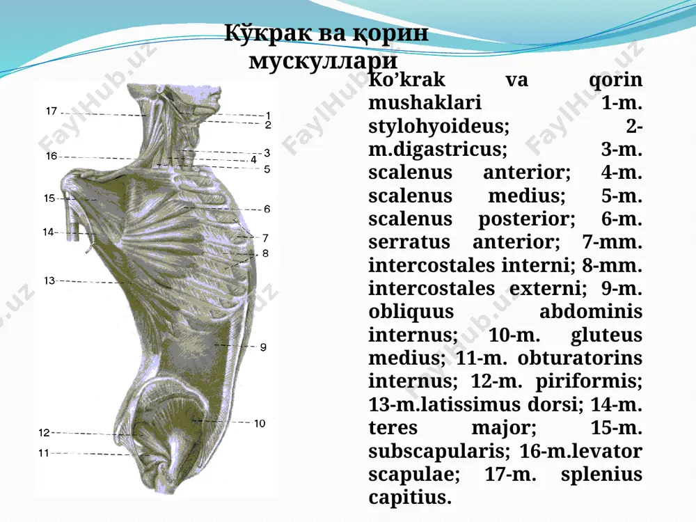 ko’krak vaqorin muskullari - Page 4