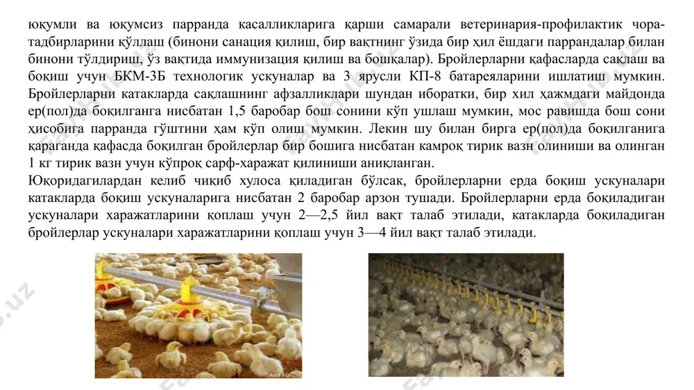 лайди. агар она курка тухум қўйишни давом эттириши керак бўлса, унда уясидан ҳайдаб салқин хонага қамаб қўйилади ва ёнига эркак курка қўйиб юборилади, айрим ҳолларда кучлироқ таъсир этувчи факторлар, яъни ёруғликни кучайтириш, шовқин, хонани алмаштириш ва бошқалар қўлланилади. лекин шу билан бирга тухумларнинг уруғланиш фоизи пасайиши мумкинлигини ҳам инобатга олиш керак бўлади. курк бўлган куркалар март ойидан июнь ойигача тухумга ётқизилади. курка тухумларини ўзларидан бошқа яна товуқлар ҳам очиб чиқиши мумкин. қоронғи хонанинг бир чеккасига уя қўйилади, ичига 10 см қалинликда қуруқ тупроқ солиниб, устидан тўшама қўйилади. уя ёнига озуқа, сув ва минерал қўшимчалар қўйилади. курка жўжалари тухумдан 27 – 28 кунда очиб чиқади. курк бўлган куркалар тагига йилнинг иссиқ даврларида 17 – 19 донагача, салқин даврларида 15 – 17 донагача, курк бўлган товуқлар тагига эса йилнинг иссиқ даврларида 9 – 11 донагача, салқин даврларида 7 – 9 донагача курка тухумини қўйиш мумкин. кул билан қум аралашмаси албатта уя ёнида …
