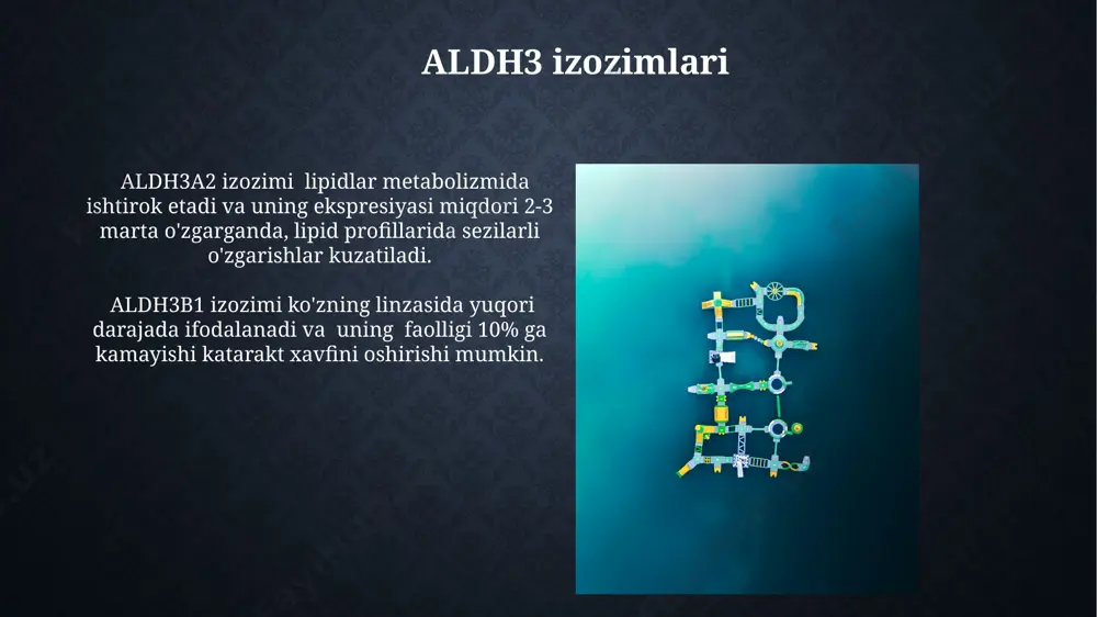 etanol metabolizmi.aldg fermentining izoformalari - Page 4