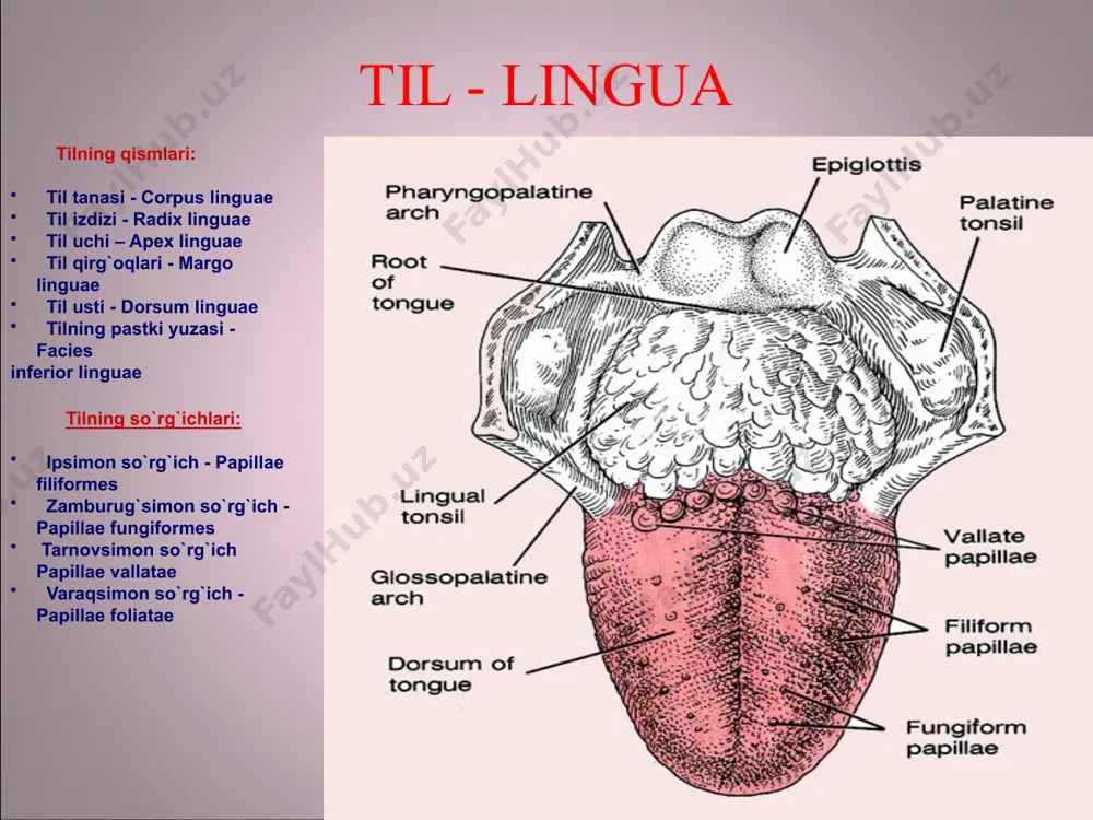 hazm tizimi – systema digestorium - Page 5
