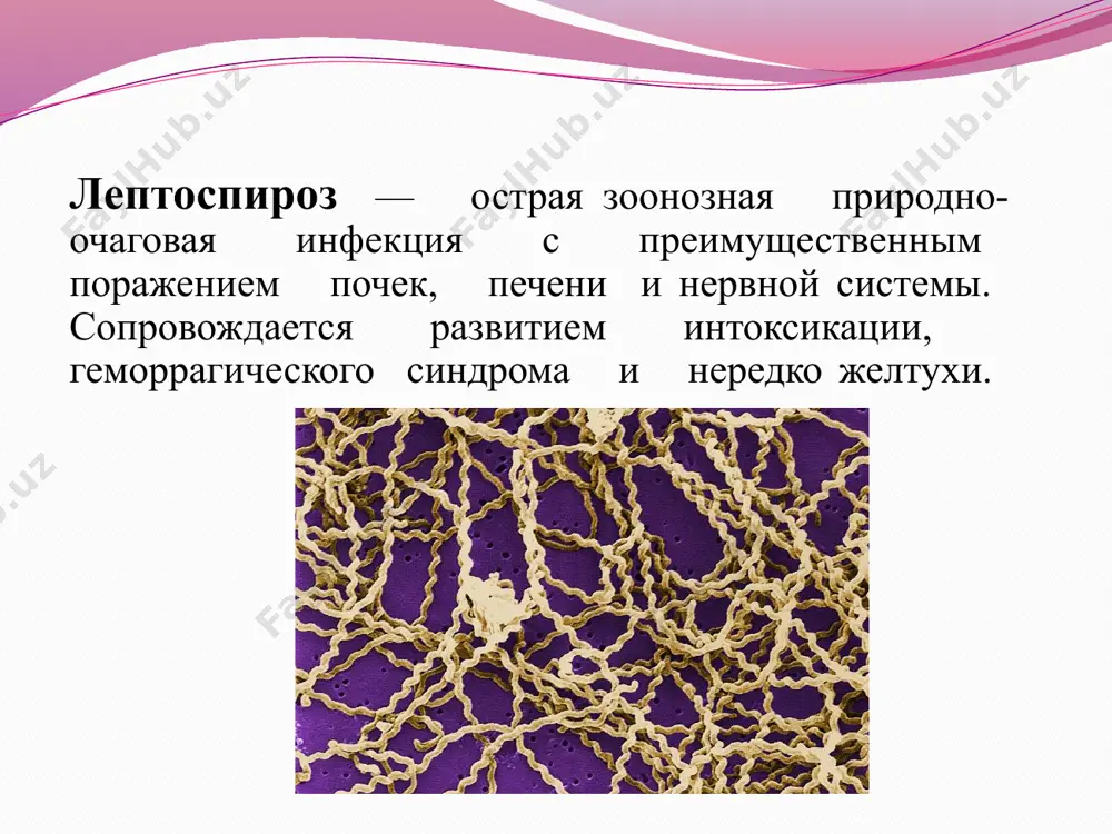 — через 2 ч. 8 резервуар и источник резервуар и источники инфекции разделяют на две группы: основной природный резервуар первой группы — грызуны (серые полёвки, мыши, крысы) и насекомоядные (ежи, землеройки). основной резервуар второй группы — различные домашние животные (свиньи, крупный рогатый скот, овцы, козы, лошади, собаки), а также пушные звери клеточного содержания (лисицы, песцы, нутрии), формирующие сельскохозяйственные очаги. 9 механизм и путь передачи механизм передачи —контактный. путь передачи — водный, меньшее значение имеют контактный и пищевой (кормовой). ворота инфекции в организме человека и животного - незначительные повреждения кожи и неповреждённые слизистые оболочки полости рта, носа, глаз, жкт и мочеполового тракта. 10 источники инфекции: 11 основные эпидемиологические признаки. лептоспироз является наиболее распространённым зоонозом в мире. встречается на всех континентах кроме антарктиды, особенно высока заболеваемость в тропических странах. однако уровень заболеваемости во многом зависит от природно-климатических условий: он наиболее высок в районах с густой речной сетью, частыми многократными летними паводками, а …