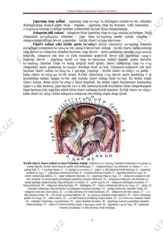 u ikkala qavat orasidagi chegarani (to‘siqni) ko‘ndalang chambar ichak va uning tutqichi (mesocolon transversum) hosil qiladi. qorin parda bo‘shlig‘ining yuqorigi qavatida jigar, o‘t pufagi va o‘t yo‘llari, qizilo‘ngachning qorin qismi, oshqozon, o‘n ikki barmoq ichakning yuqori bo‘limi, oshqozon osti bezi, taloq hamda o‘ng va chap jigar, oshqozon oldi va charvi xaltalari, taloqning ko‘r xaltasi, kichik charvi joylashgan bo‘lsa, pastki qavatidan esa, o‘n ikki barmoq ichakning pastki bo‘limi, katta charvi, ingichka va chambar ichaklar, o‘ng va chap yon kanallar, o‘ng va chap tutqich kamgaklari (qo‘ltiqlari) hamda cho‘ntaklar o‘rin olgan. qorin yuqori qavatining o‘ng tomonini o‘ng diafragma osti bo‘shlig‘i (unda jigar xaltasi joylashgan), chap tomonini chap diafragma osti bo‘shlig‘i (unda taloqning ko‘r xaltasi hamda oshqozon oldi xaltasi joylashgan) egallaydi. qorin pardaning hosilalari. qorin pardaning devor oldi varag‘i qorin devorlarini ichki tarafdan o‘rab, bir qator burmalar, turli chuqurchalar va do‘mboqliklar, visseral varag‘i esa cho‘ntaklar va boylamlar, duplikaturalar, charvilar, tutqichlar va teshiklar hosil qiladi. …