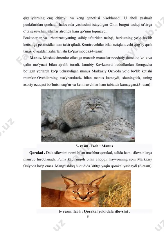 a ilmiy tashkilotlar uchun zahar olinar edi. shu tufaylikum efa populyatsiyasi keskin kamaygan, va u qizil kitobga kiritilgan.(11-rasm) 11- rasm. izoh : qum efasi menzibir sugʻuri . hozirda menzbir sug’urini miqdori ko’p emas, uning butun kichgina areali bo’yicha – 40ming jonivordan ko’p emas. agar sug’urni tabiatda dushmanlarini ko’pligi inobatga olinsa, bu judayam oz miqdor bo’lib chiqadi. menzbir sug’uri yashaydigan joylarda, yozda ko’pincha qo’y podalari o’tlaydilar. har bir cho’ponni 2-3 yirik iti bor, va ular sug’urlar oviga muljallangan. qo’ylar esa o’tni shunchalik tepalab va eb tashaydi , natijada sug’urlarga deyarli hech narsa qolmaydi, ular kerakli miqdorda yog’ to’play olishmaydi va bahorda ko’pchiligi yeguliksizlikdan halok bo’lishadi. tosh suvsar . odam toshsuvsarni uning issiq yungi uchun ovlaydi. ba’zida hayvonlar tovuq va kuyonlargatashlanadi, ko’pincha eyishi mumkin bo’lgan miqdoridan ko’proq. omborhona vachordoqdan turli buyumlarni tashiydilar. moshinaning kabel va shlanglarini (shuqatorda tormoz shlanglarini ham) g’ajiydi va bu bilan sezilarli zarar etkazadi.kemiruvchilar sonini boshqarib, foyda keltiradi.(12- rasm …