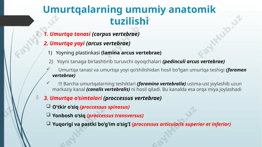 en vertebrae differensirovkasi cervicalis (7) thoracic (12) lumbalis (5) tipik bo’yin umurtqalari sulcus nervi spinalis tuberculum anterius et posterius foramen transversarium atipik bo’yin umurtqalari: atlas (c1) atlasning umurtqa tanasi, o’tkir o’sig’i va bo’g’im o’siqlari mavjud emas! u 3 qismdan iborat: oldingi ravoq (yoy) - arcus anterior atlantis orqa ravoq (yoy) - arcus posterior atlantis lateral massa - massa lateralis atlantis arcus anterior atlantis umurtqa oldingi ravog’ining (arcus anterior atlantis) oldingi yuzasida atlantning oldingi do’mboqchasi (tuberculum antrerius) va orqa yuzasida ikkinchi bo’yin umurtqasinng tishsimon o’sig’i uchun bo’g’im yuzasi (fovea dentis) joylashgan. arcus anterior atlantis tuberculum anterius fovea dentis arcus posterior atlantis atlasning orqa ravog’ida quyidagi tuzilmalar mavjud: orqa do’mboqcha (tuberculum posterius) umurtqa arteriyasi ariqchasi (sulcus arteriae vertebralis) – bu ariqchadan umurtqa arteriyasi o’tadi. arcus posterior atlantis sulcus arteriae vertebralis tuberculum posterius lateral massa (massae laterale) lateral massada quyidagi tuzilmalar joylashgan: facies articularis superior – ensa suyagi bilan birikadi facies articularis inferior …