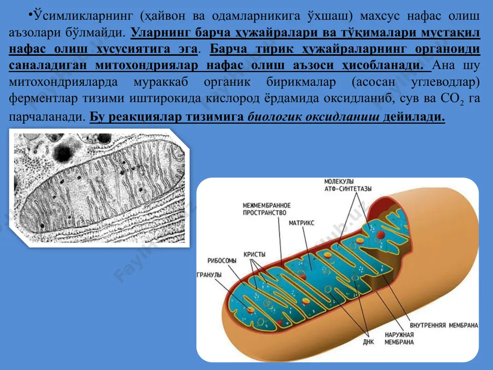 ил бўлади. ҳамма со2 ҳам шу анаэроб жараёнда ажралиб чиқади. иккинчи реакцияда молекуляр кислород иштирок этиб, хромогенларни (rh2) нафас олиш пигментларигача оксидлайди ва улар яна водороднинг акцептори вазифасини бажаради. бу реакцияларда кислород rh2 дан электронлар ва протонларни тортиб олади ва натижада сув ҳосил бўлади. 4. нафас олиш босқичлари. аэроб ва анаэроб нафас олиш. ҳозирда нафас олиш жараёни икки босқичдан иборат эканлиги тасдиқланди. биринчи, бошланғич - анаэроб нафас олиш жараёнида мураккаб органик моддалар (углеводлар) оддий органик моддаларга парчаланади (пироузум кислотасига). иккинчи, асосий - аэроб шароитда пируват кислотаси карбонат ангидрид ва сувга парчаланади. бунда ферментлар тизими ҳам фаол иштирок этади. с6н12о6 2сн3со-соон 8 атф= 80 ккал анаэроб босқич гликолиз - о2 + со2 + н2о 2сн3со-соон аэроб босқич + о2 ди- ва трикарбон кислоталар 30 атф= 300 ккал нафас олишнинг ички ва ташқи шароит омилларига боғлиқлиги нафас олиш тезлиги ўсимликларнинг турларига, ёшига ва яшаш шароитидаги омиллар таъсирига боғлиқ. ҳатто бу тезлик бир …