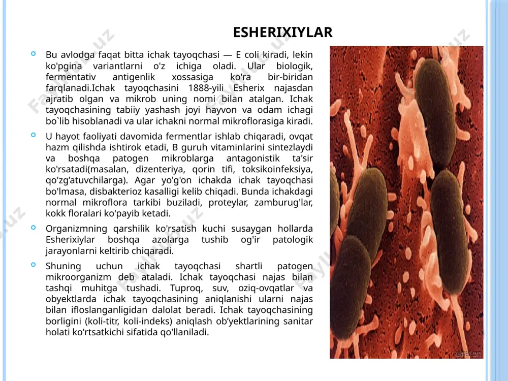 sadi. ichak tayoqcha¬sining tashqi muhit obyektlarida aniqlanishi sanitariya sharoitining yomonligidan daiolat beradi. gpada xira, biroz bo'rtib chiqqan chetlari tekis, nam koloniya hosil qilib o'sadi. gpshda bir tekis loyqalanish hosil qilib o'sadi. differensial-diagnostik endo muhitida yaltiroq metall, malina rangli koloniya hosil qilib o'sadi. fermentativ hossasiga ko'ra faol hisoblanadi.laktoza, saxaroza, glukoza, mannit, maltozani kislota va gazgacha parchalaydi. proteoiitik xossasiga ko'ra indol hosil qiladi. jelatina suyultirmaydi. alohida biovarlari laktoza va saxarozani parchalama) antigeni. esherixiyalar antigenlik tuzilmasiga qarab farqlanadi. esherixiyalarda uch turdagi antigen tafovut etiladi: somatik o-antigeni, yuzaki k-antigeni (kapsula), xivchinli h-antigeni.somatik termostabil o-antigeni lipopolisaxaridprotein kompleksli(yog’ oqsil, uglevod tabiatli) o'z ichiga oladi va u infeksiyaning hujayra devorida joylashgan. toksin hosil qilishi. ichak tayoqchasi, asosan, endotoksin ajratadi. ichak tayoqchasining ayrim enteropatogen shtammlari 2 xil enterotoksin va 4 xil gemolizinlar sintez qiladi. toksin ajratish xususiyati ent- va hyl-plazmidalar orqali nazorat qilinadi. uning 50 dan ortiq turlari aniqlangan. h - antigeni bo'yicha ajratib olingan kulturani serovariantlari aniqlanadi. …