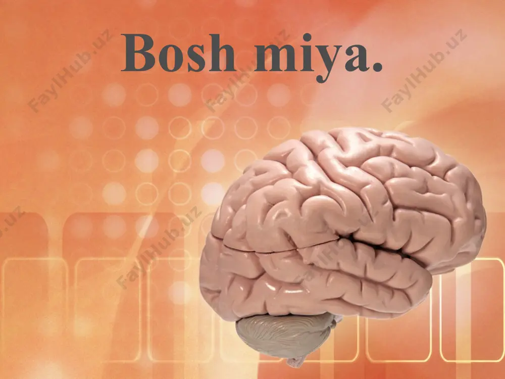miya o‘rta miyaning yuqori qismida joylashgan bo‘lib, bosh miya katta yarimsharlari bilan qoplanib turadi. oraliq miyaning tarkibiy qismlariga ko‘rish do‘mboqlari (talamus), do‘mboqosti soha (gipotalamus) kiradi. miyacha bosh miya katta yarimsharlari ensa bo‘lagining tagida joylashgan, massasi 150 g. u odam tanasidagi barcha muskullarning harakatlarini tartibli bajarilishi, muvozanatda bo‘lishini ta’minlaydi. agar miyacha shikastlansa yoki kasallansa, tana muskullari bo‘shashadi va odam tik turish, yurish, sakrash, yugurish kabi harakatlarni bajarishi qiyinlashib, mast odamga o‘xshab gandiraklab harakat qiladi. bosh miya yarimsharlari oq moddasining orasida, oraliq miyaning ustki qismida kulrang modda to‘plami bo‘lib, u ikki qismdan iborat: oqimtir yadro va targ‘il tana. oqimtir yadro tana muskullari tarangligini va harakatini boshqaruvchi nerv markazi hisoblanadi. u o‘zidan pastda joylashgan oraliq va o‘rta miya funksiyalarini boshqaradi. oqimtir yadro zararlansa, tana muskullarining tarangligi ortib, qo‘l-oyoqlarning harakati qiyinlashadi, yuz muskullarining tarangligi ortib, go‘yo yuzga niqob kiygandek bo‘ladi, ya’ni odamning har xil emotsional (xafa, xursand) holatlarini aniqlab bo‘lmaydi. targ‘il tana oqimtir yadro …