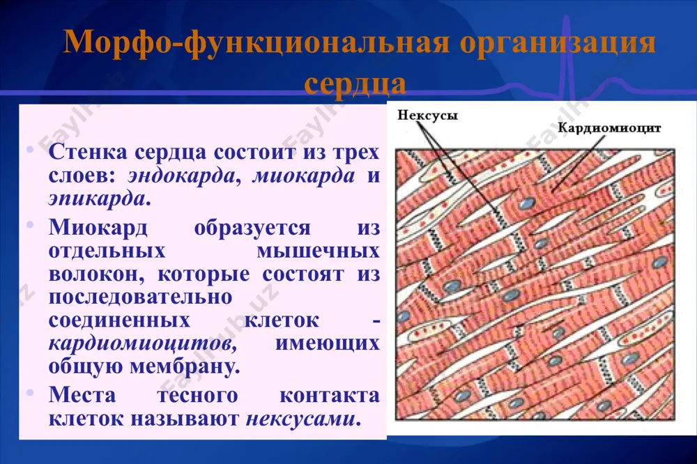 системы называется усвоением ритма. проведение возбуждения в сердце лп пп перегородка а-в узел с-а узел межпредсердный пучок бахмана левая ножка пучка гиса правая ножка пучка гиса задняя ветвь ножки пучка гиса передняя ветвь левой ножки пучка гиса пучки бахмана, вакенбаха, тореля пучок гиса распространение возбуждения в предсердиях и а-в узле возбуждение , возникшее в синоатриальном узле проводится по миокарду предсердий со скоростью 0,8-1,0 м/с. возбуждение охватывает правое предсердие чуть раньше(так как там расположен синоатриальный узел), чем левое. при передаче возбуждения с предсердий на желудочки наблюдается его задержка в атриовентрикулярном узле. скорость проведения пд здесь - 0,02 м/с. это связано с особенностями соединения клеток ав узла. атриовентрикулярная задержка обеспечивает последовательность сокращений камер сердца - сердечный цикл. то есть сначала сокращаются предсердия, а затем желудочки. фазы сердечного цикла сердечный цикл или кардиоцикл – это определенная последовательность сокращений (систол) и расслаблений (диастол) разных отделов сердца. в цикле сердечной деятельности можно выделить три фазы: …