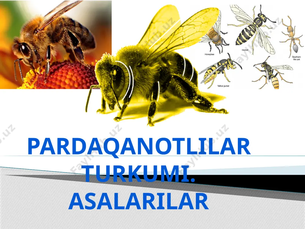 yig’ib, katakiarga joylaydi. nektar ari so’lagi ta’sirida kataklarda asalga aylanadi. yangi mavzuni mustahkamlash klaster usuli asalarilar organlarinng vazifalar asalarilar organlarinng vazifalar murakkab ko’z lari qa not lari tana tuk cha lar mo’ylov lari oyoqdagi tukchalari yuqorigi jag’i nishlari xar tum chasi gul chan gini yig’ish mumdan katak yasash nektar so’rish rangni ajratish, ko’rish himoya uchish hid bilish sezgi organ lari tushunchalar tahlili metodi tushunchalar mazmuni nektar nish mum ona ari ishchi ari chumoli kislotasi tushunchalar mazmuni nektar nish mum ona ari ishchi ari chumoli kislotasi -gul shirasi -tuxum qo’yuvchi organ -lipid qavat -nasl davomchisi -voyaga yetmagan urg’ochilar -o’zidan hid taratib, o’zini himoya qiladi tabiiy fanlar bo‘yicha savodxonlikni baholash uchun topshiriqlardan namunalar asalari oilalarining nobud bo‘lish sindromi butun dunyodagi asalari oilalariga xavfli hodisa tahdid solmoqda. ushbu hodisa asalari oilalarining nobud bo‘lish sindromi deb ataladi. bu hodisa asalarilar o‘z uyalarini tark etishi bilan ifodalanadi. uyadan ajralib chiqqan arilar o‘ladi, shunday qilib, asalari …