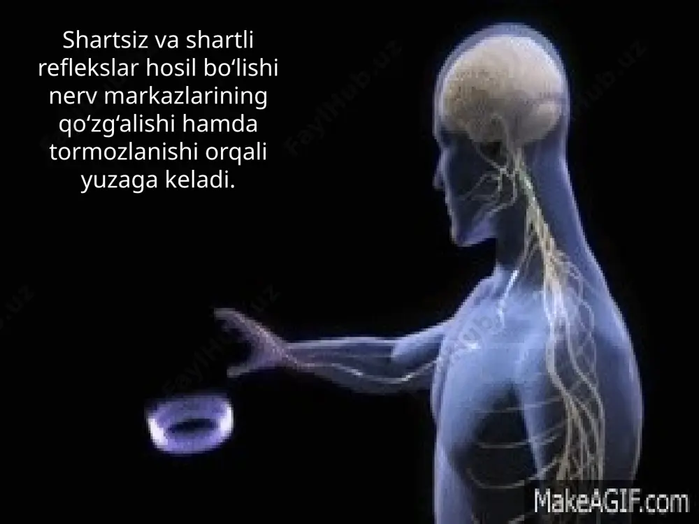 markaziy nerv sistemasining tormozlanishi. 8 - sinf - Page 3